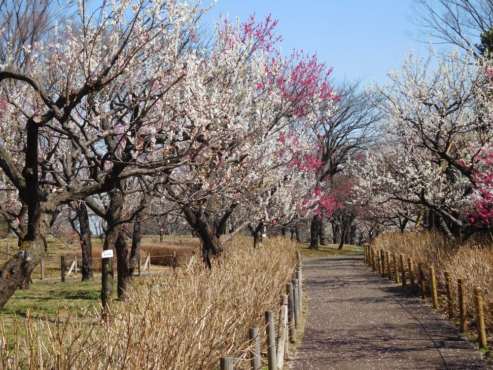 府中市郷土の森博物館の画像 - 2枚目