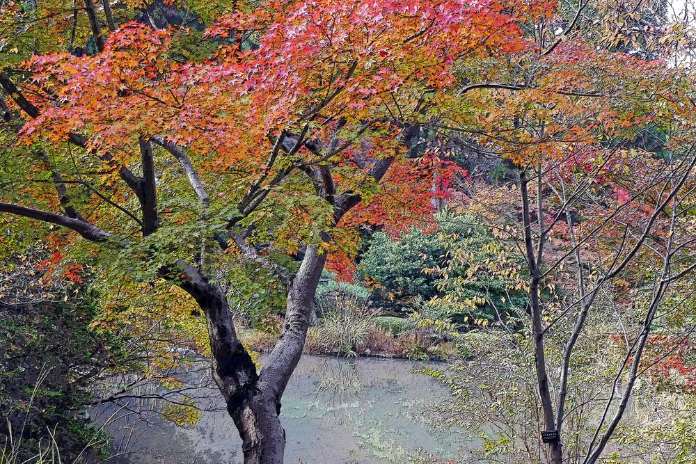 東山動植物園の画像 - 6枚目