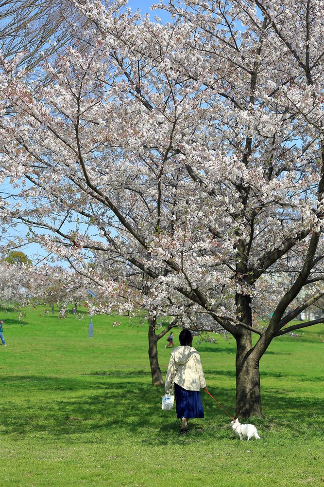舎人公園の画像 - 6枚目
