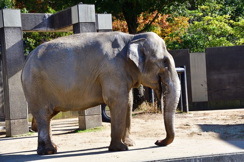 いしかわ動物園の画像 - 3枚目