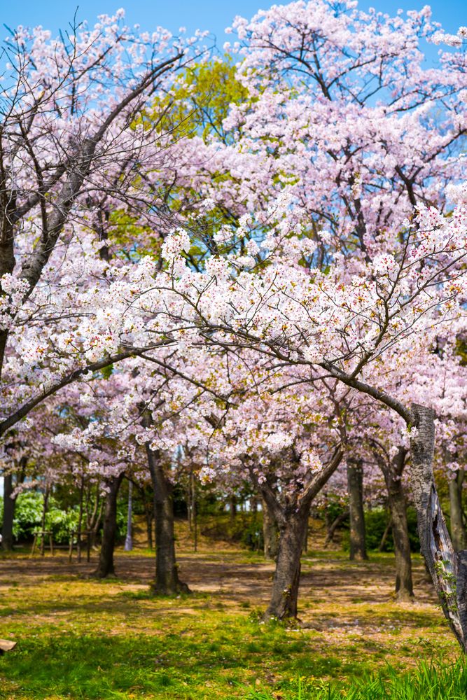 大阪城 西の丸庭園の画像 - 4枚目
