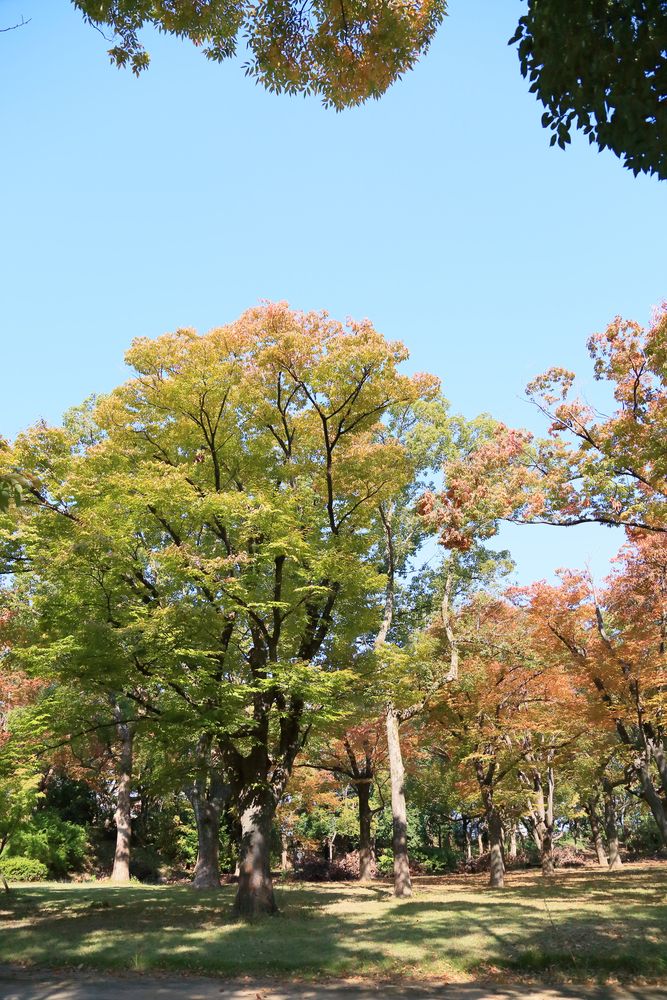 大阪城 西の丸庭園の画像 - 5枚目
