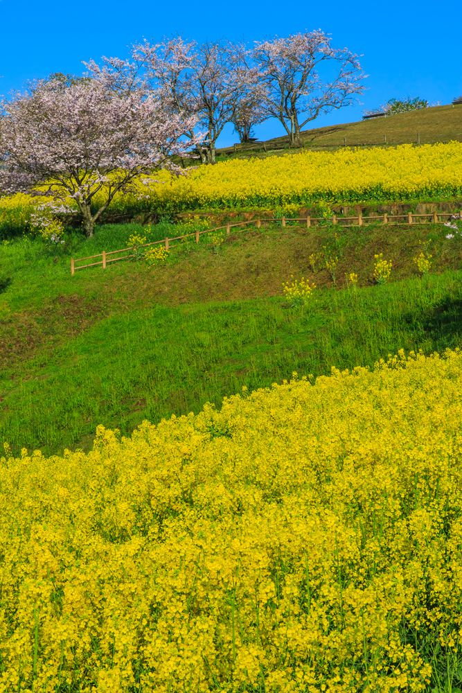 白木峰高原の画像 - 3枚目