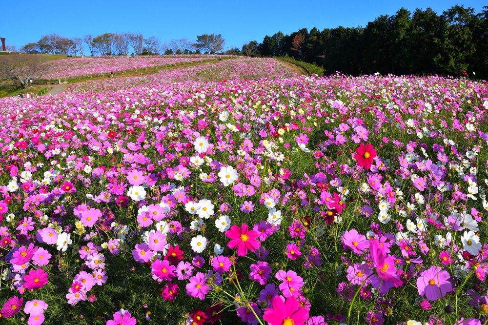 白木峰高原の画像 - 6枚目