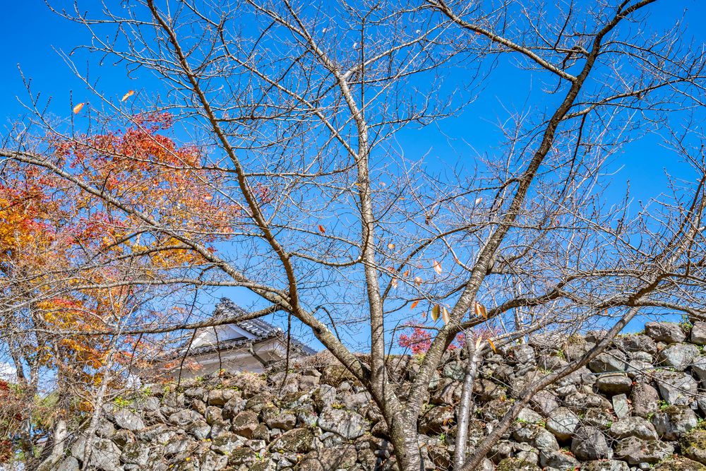 小諸城址 懐古園の画像 - 3枚目