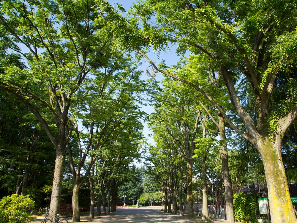 世田谷公園の画像 - 3枚目