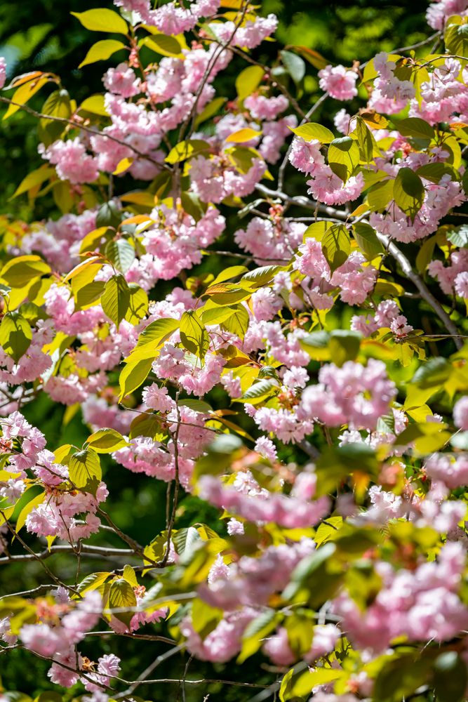 円山公園の画像 - 3枚目