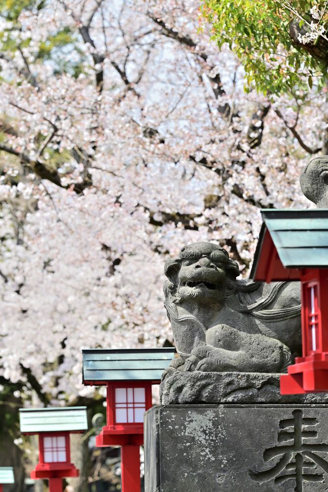 鷲宮神社の画像 - 5枚目