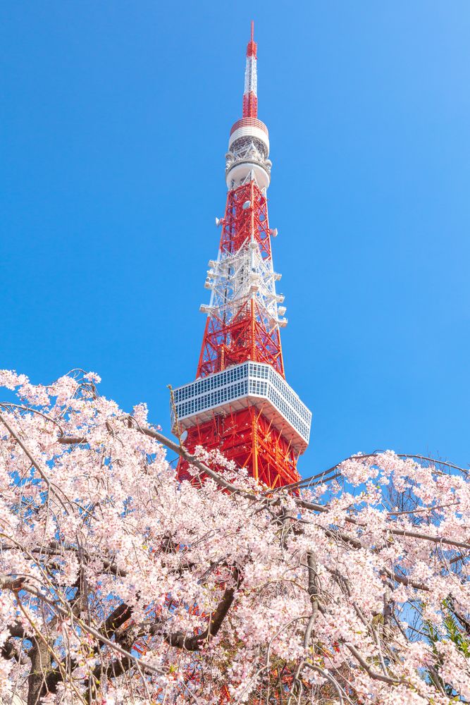 東京タワーの画像 - 3枚目