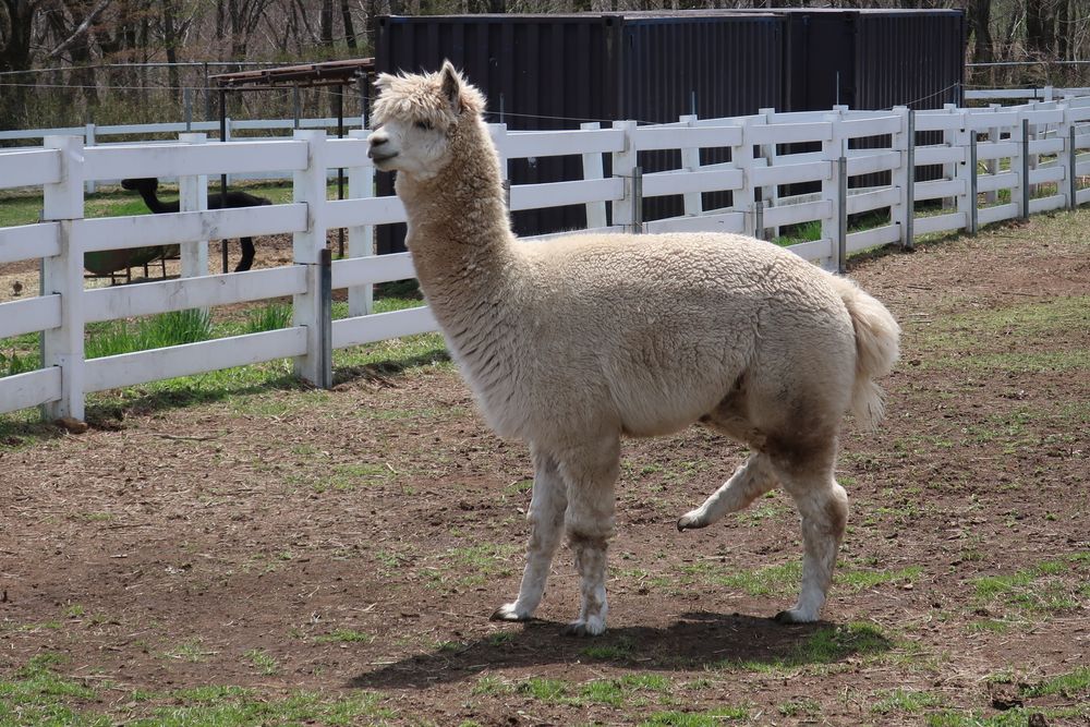 【閉業】那須アルパカ牧場の画像 - 3枚目