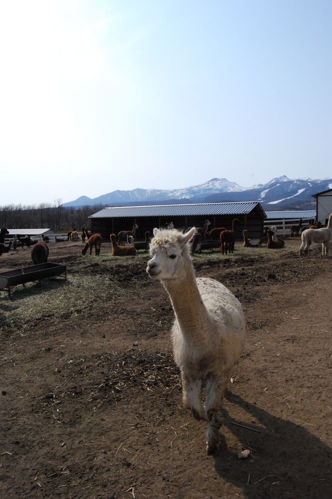 【閉業】那須アルパカ牧場