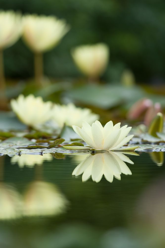 草津市立水生植物公園みずの森の画像 - 2枚目