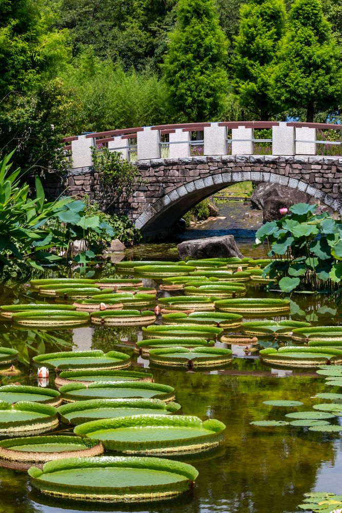 草津市立水生植物公園みずの森】の周辺スポット・アクセス・口コミ