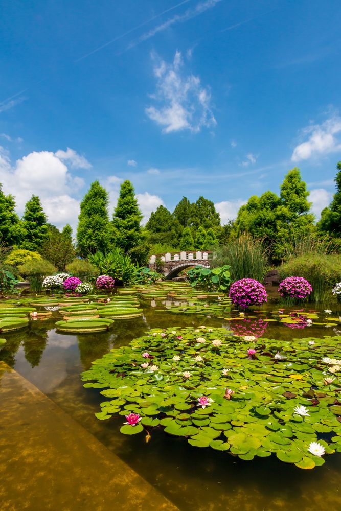 草津市立水生植物公園みずの森】の周辺スポット・アクセス・口コミ