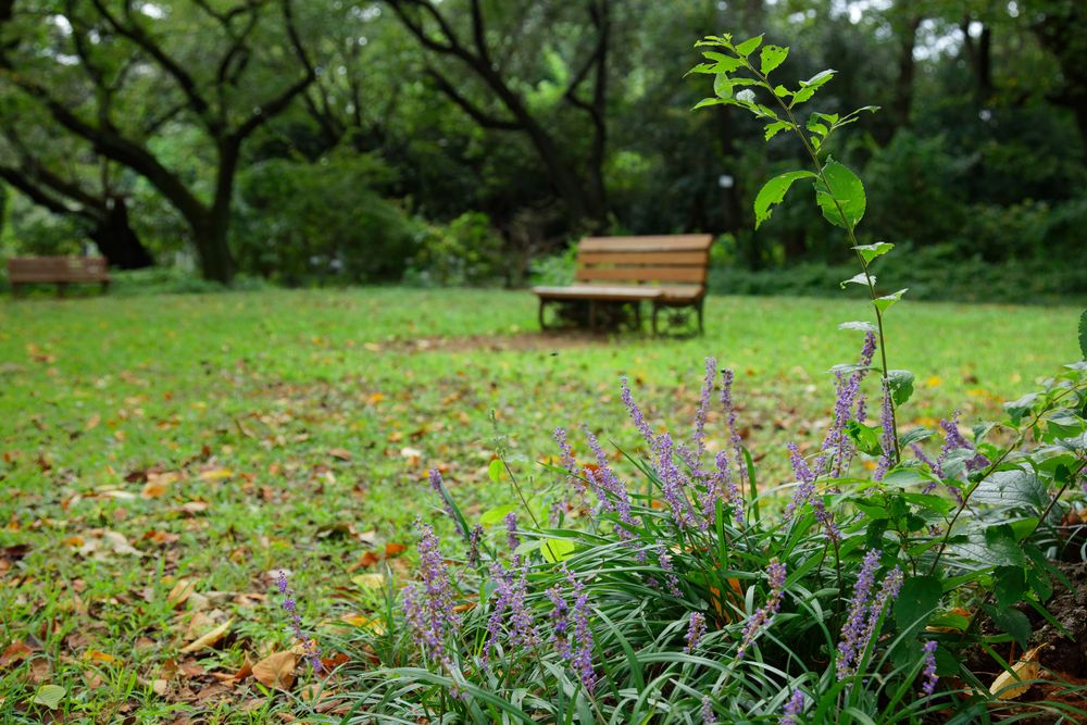 小石川植物園の画像 - 3枚目