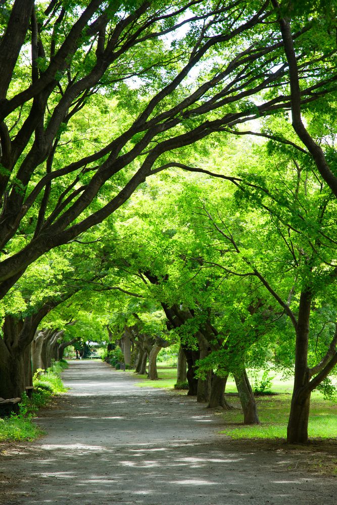 小石川植物園の画像 - 4枚目