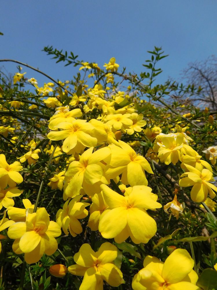 小石川植物園の画像 - 5枚目