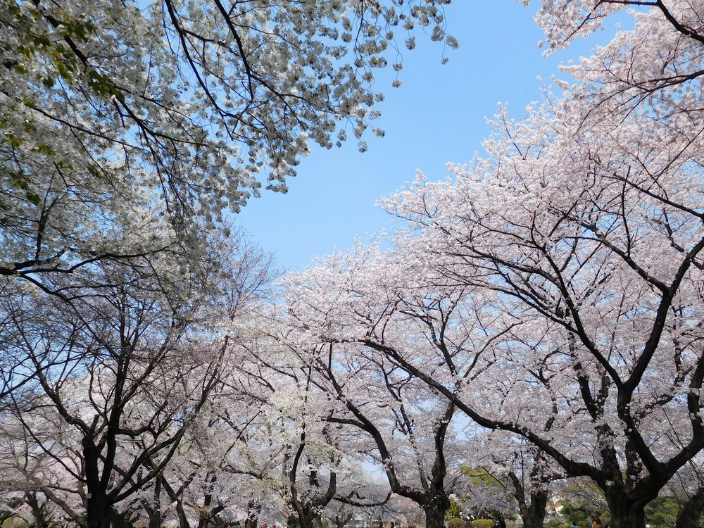 小石川植物園の画像 - 6枚目