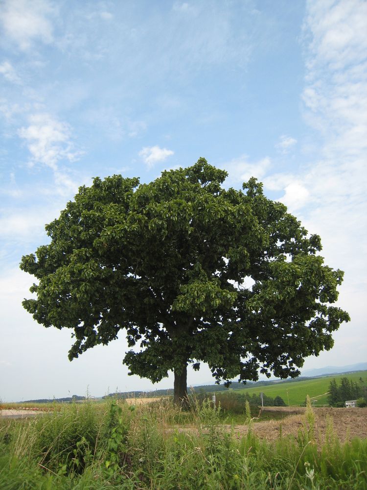 セブンスターの木】の周辺スポット・アクセス・口コミ - Prism Japan