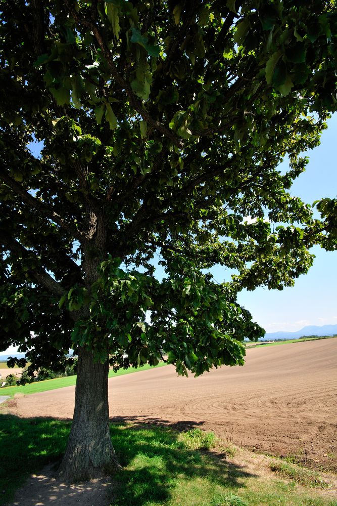 セブンスターの木】の周辺スポット・アクセス・口コミ - Prism Japan