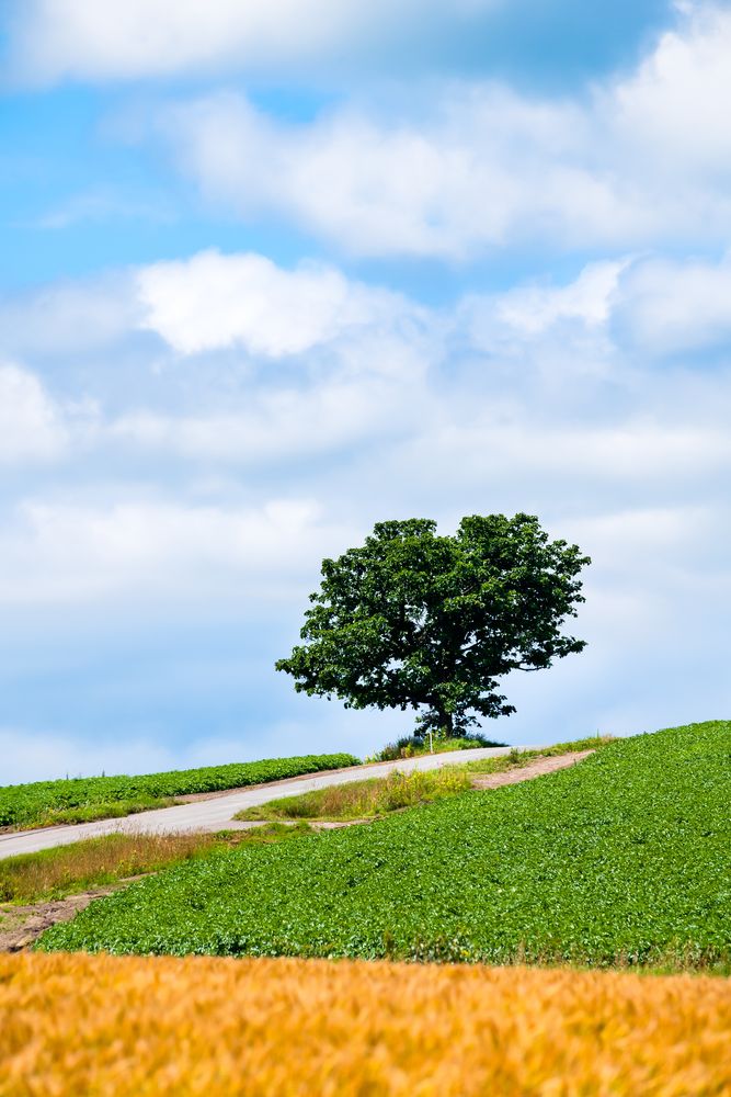 セブンスターの木
