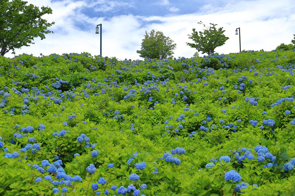 国営越後丘陵公園の画像 - 4枚目