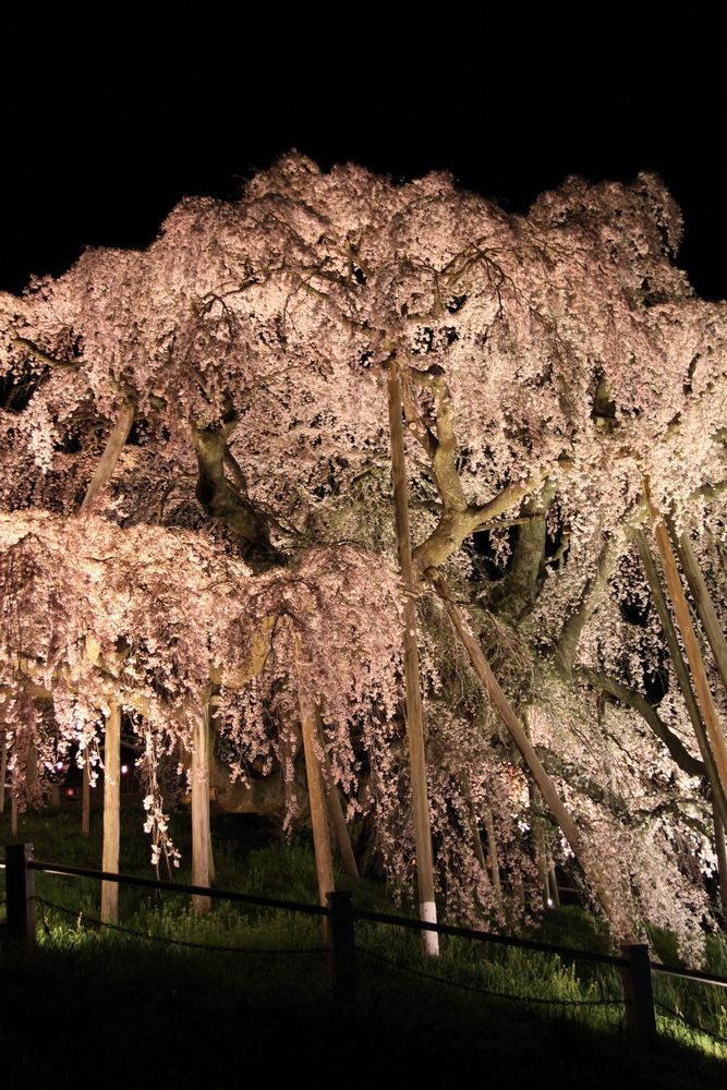 三春滝桜】の周辺スポット・アクセス・口コミ - Prism Japan