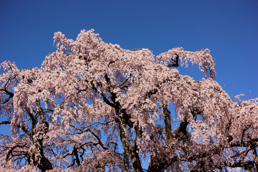三春滝桜の画像 - 4枚目