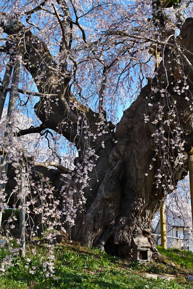 三春滝桜の画像 - 5枚目