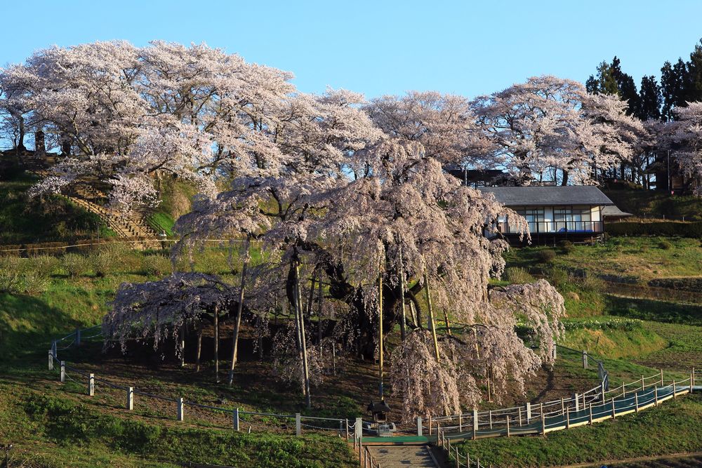 三春滝桜の画像 - 6枚目