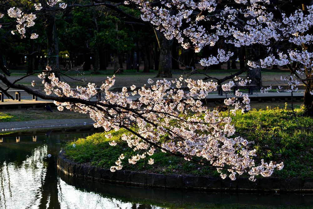 代々木公園の画像 - 4枚目