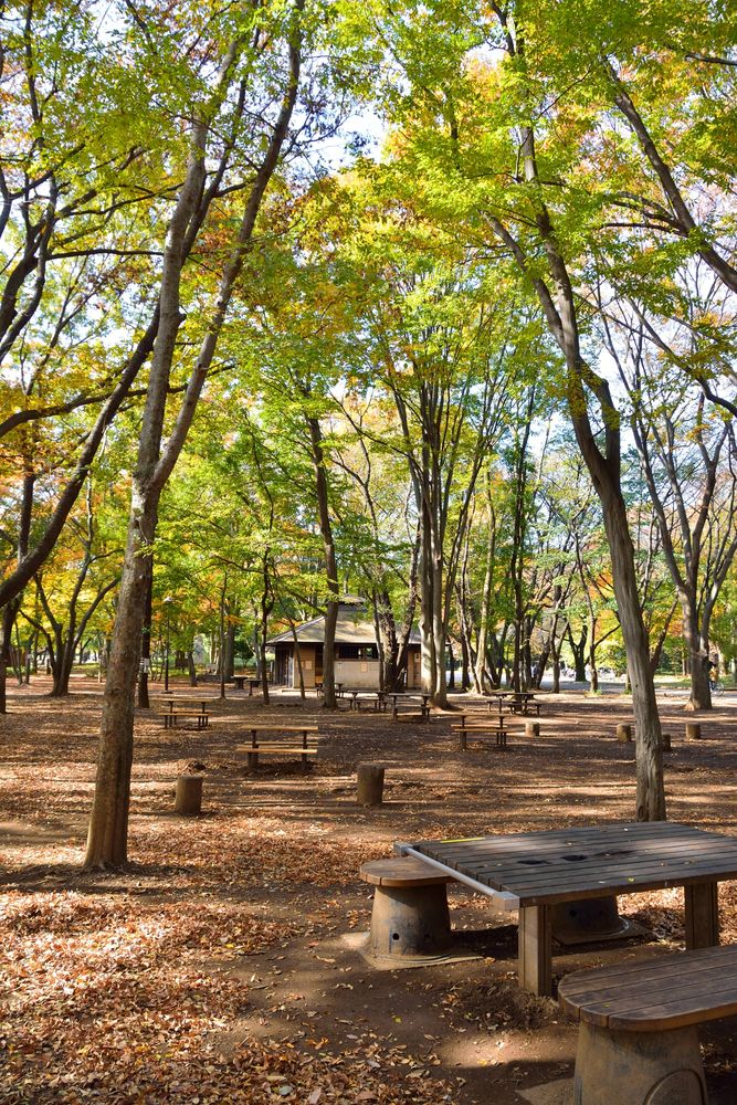 光が丘公園の画像 - 2枚目