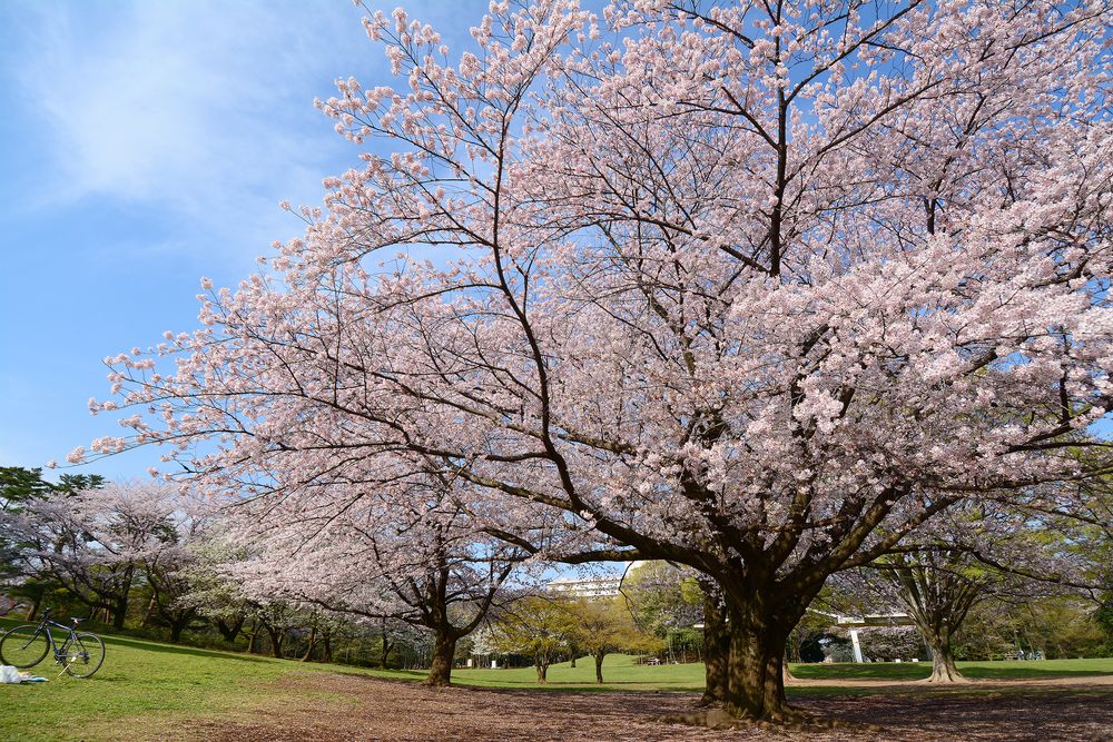 光が丘公園の画像 - 3枚目