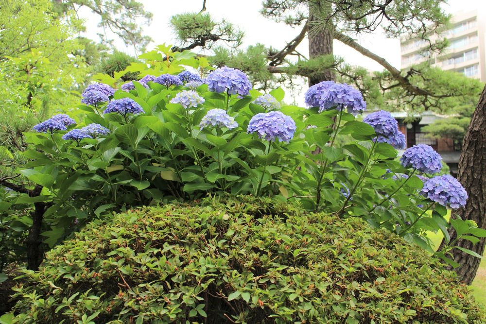 八芳園の画像 - 2枚目