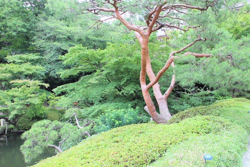 八芳園の画像 - 3枚目
