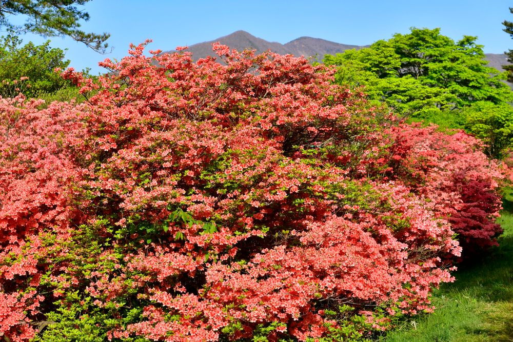那須高原の画像 - 3枚目