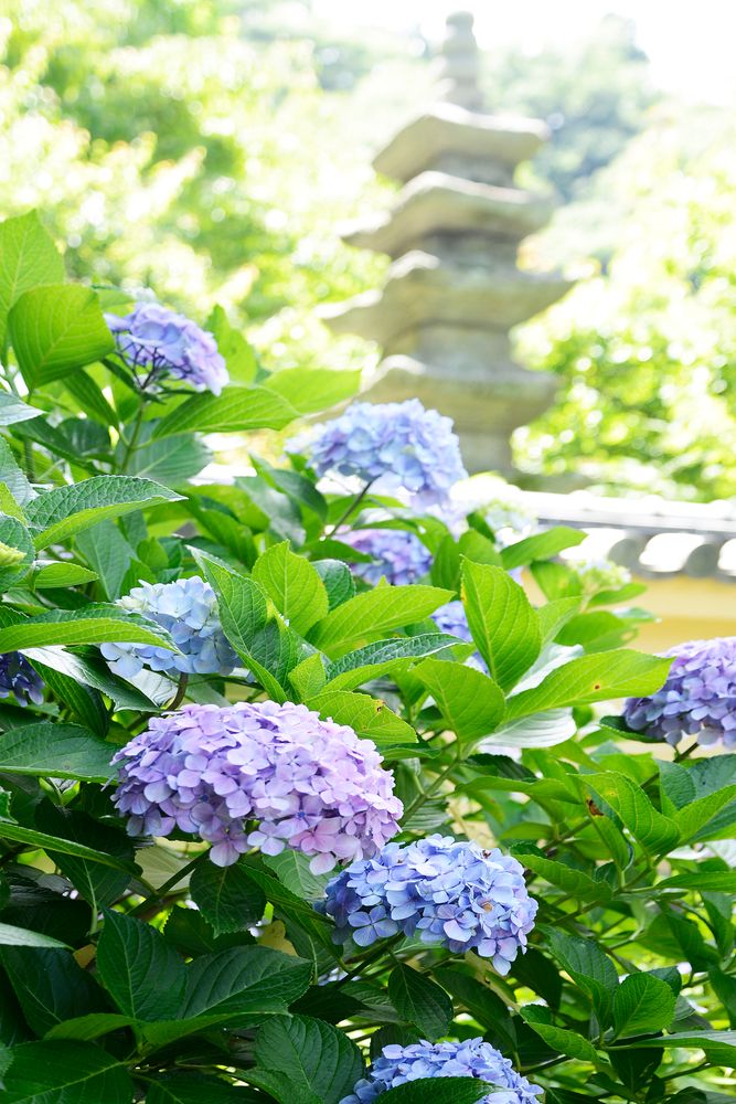 光則寺の画像 - 3枚目