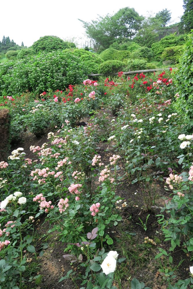 六甲山アスレチックパークGREENIAの画像 - 2枚目