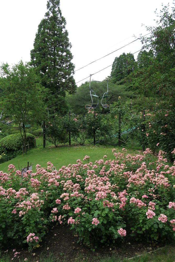 六甲山アスレチックパークGREENIAの画像 - 3枚目
