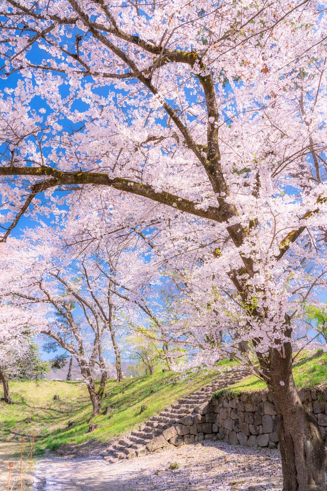 鶴ヶ城公園の画像 - 3枚目