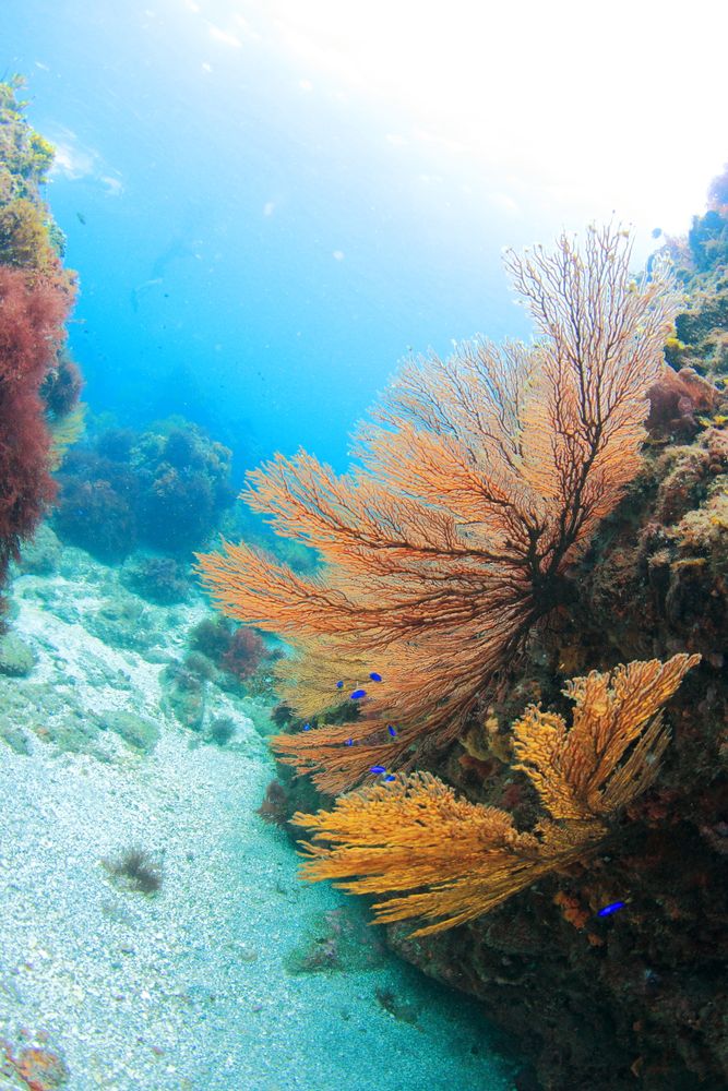 ヒリゾ浜の画像 - 2枚目