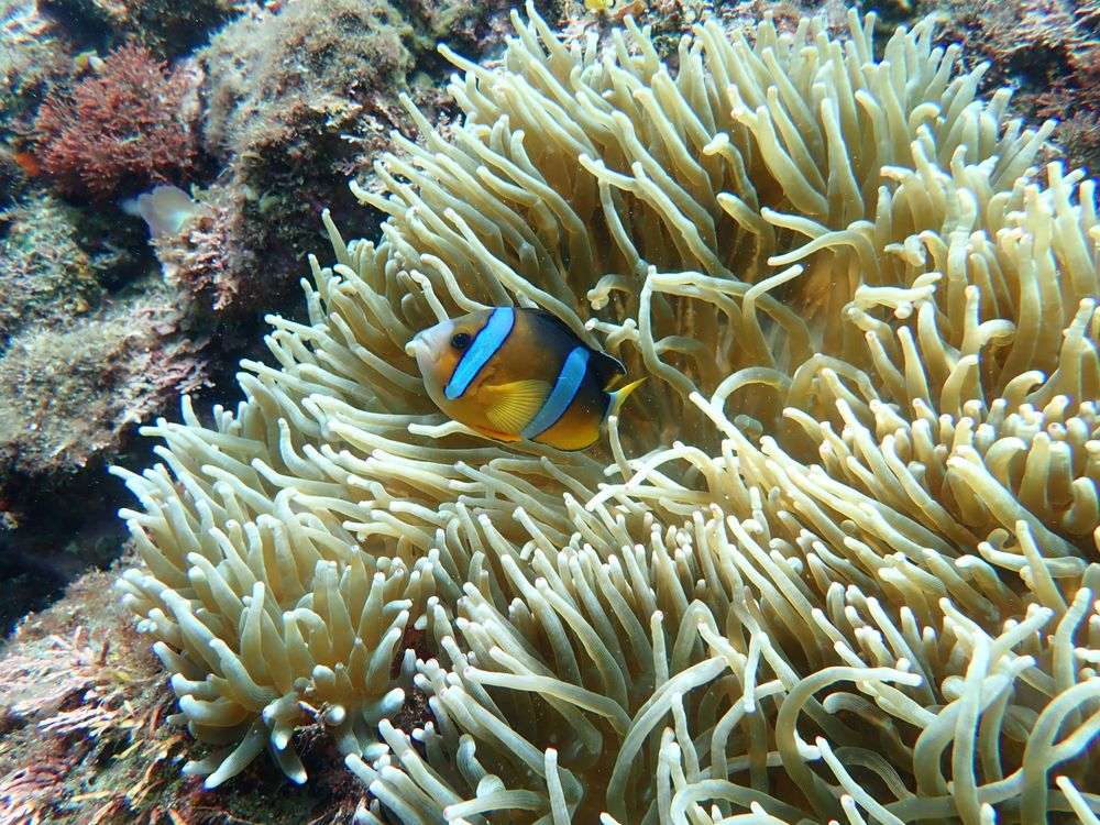 ヒリゾ浜の画像 - 4枚目