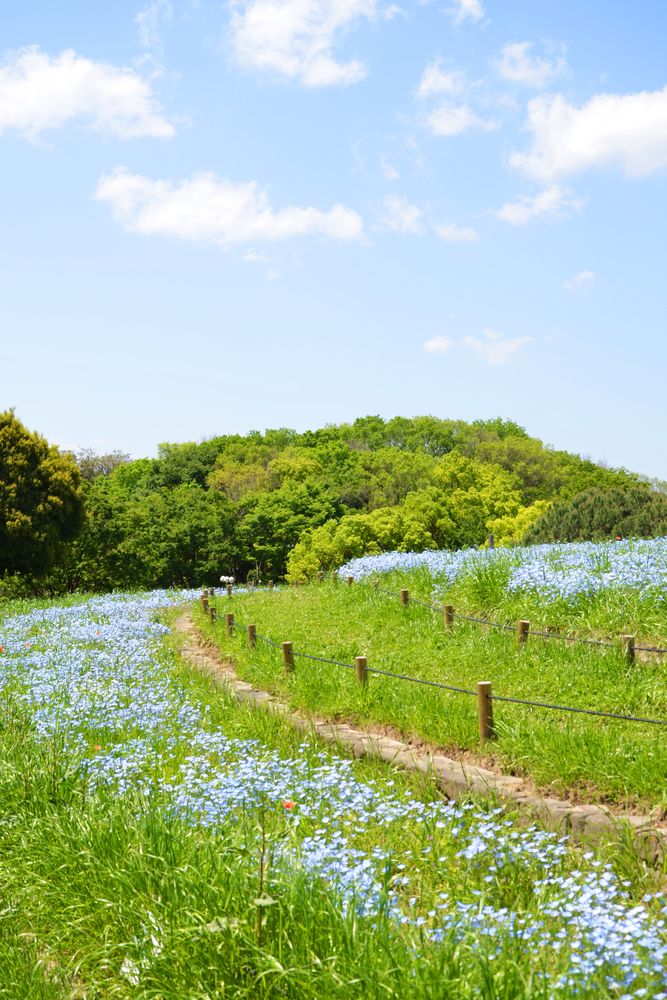 花博記念公園鶴見緑地 風車の丘の画像 - 3枚目