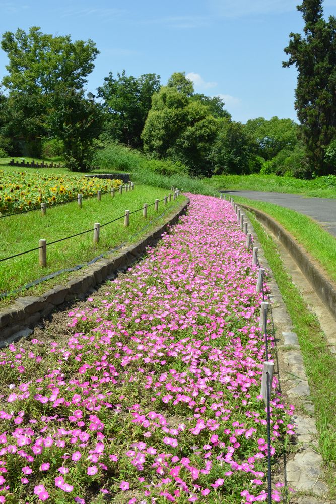 花博記念公園鶴見緑地 風車の丘の画像 - 5枚目