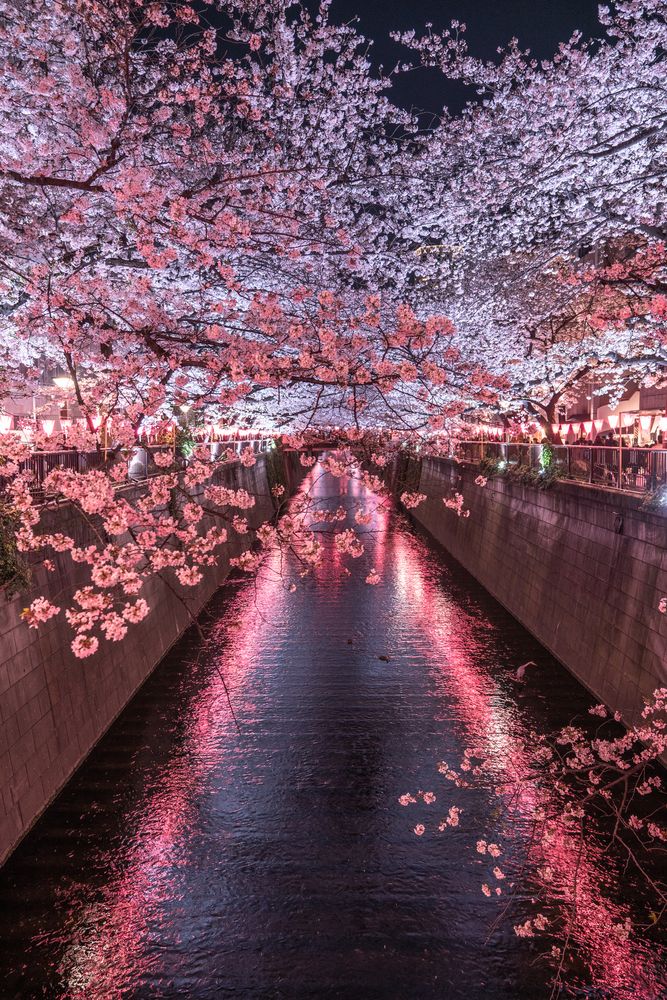 目黒川の画像 - 2枚目