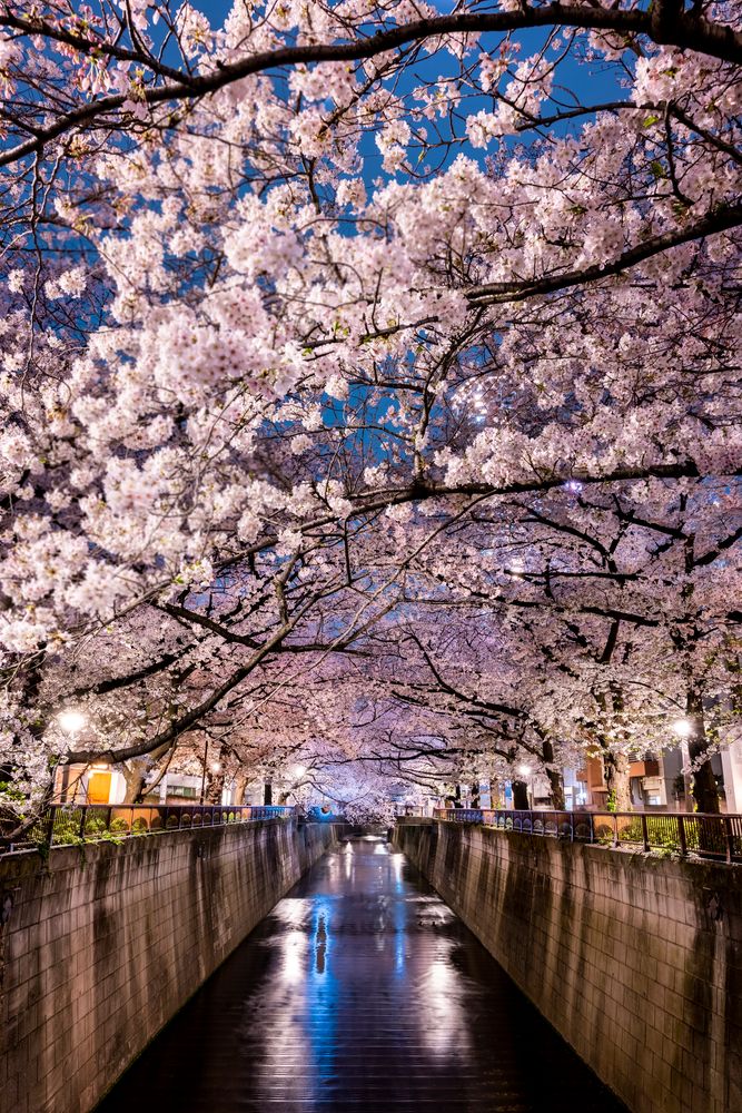 目黒川】の周辺スポット・アクセス・口コミ - Prism Japan