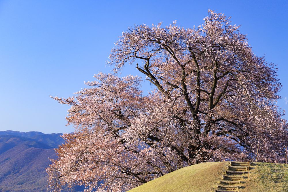 笛吹市八代ふるさと公園の画像 - 3枚目