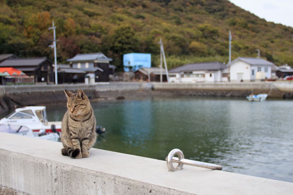 佐柳島の画像 - 4枚目