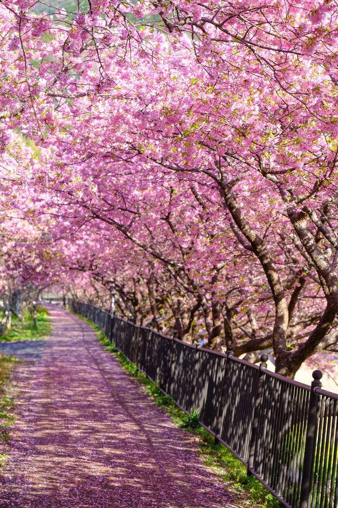 河津桜並木の画像 - 2枚目
