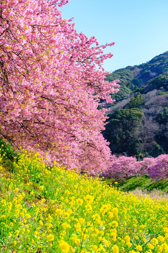 河津桜並木の画像 - 3枚目